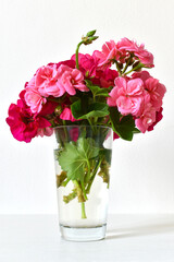 Geranium flowers in a glass vase on a white background, romantic view, detailed composition