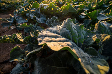 Dew drops on broccoli crop leaves