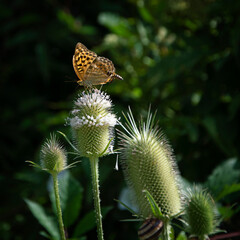butterfly on a thistle