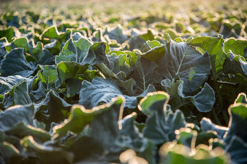 Large fields of broccoli cultivation in southern Spain