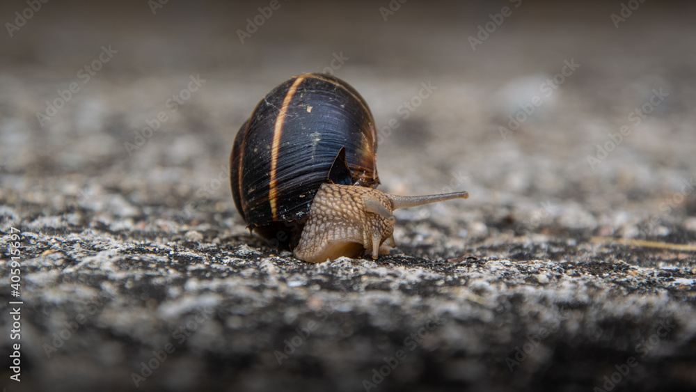 Wall mural snail on the stony ground