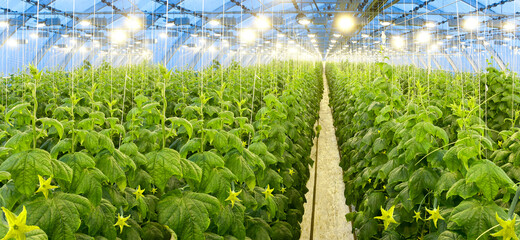 Growing cucumbers in a big greenhouse with hidroponic technology