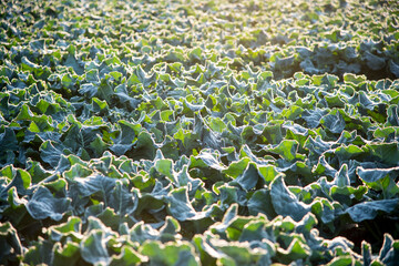 Fototapeta premium Large fields of broccoli cultivation in southern Spain