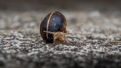 snail on the stony ground