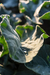 Dew drops on broccoli crop leaves