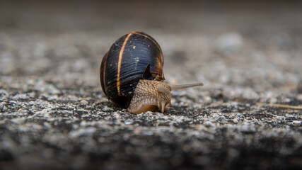 snail on the stony ground