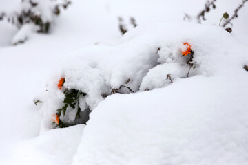 Obraz na płótnie Canvas Orange calendula flower covered with snow in the garden. Cloudy winter day.