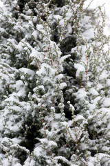 Background of snow-covered Christmas trees and plants on a winter cloudy day.