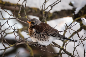 Selective focus photo. Fieldfare bird. Turdus pilaris.