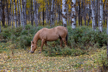 Autumn scene of horse grazing in wooded area with birch trees in background
