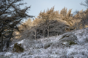 Winter sunrise cloud inversion, and snow at The Roaches, Staffordshire