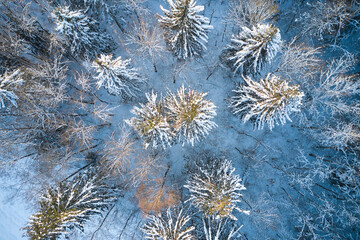 Aerial view of winter forest covered in snow and frost.