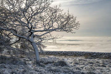 Winter sunrise cloud inversion, and snow at The Roaches, Staffordshire