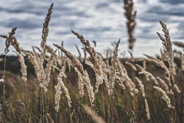 Fototapeta premium reed in the wind