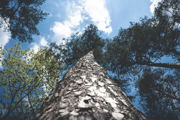 Fototapeta premium tree in the forest