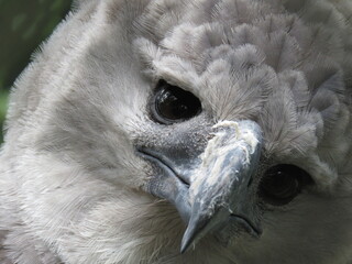 Close-up portrait of harpy eagle