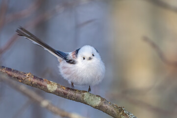 Long-tailed Tit looking at me