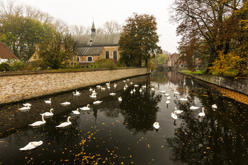 Swans flock canal river Begijnhof historical centre of Bruges Belgium autumn mood