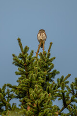 Eurasian Pygmy Owl  on the top of a spruce