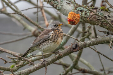 Fieldfare eating of an apple