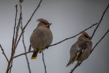 Bohemian Waxwings sitting in a tree