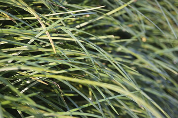 HIERBA JAPONESA (OPHIOPOGON JAPONICUS).