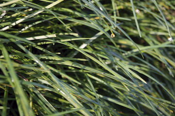 HIERBA JAPONESA (OPHIOPOGON JAPONICUS).