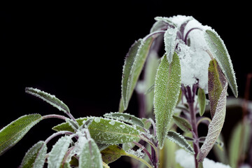 In winter, frozen leaves and stems of sage, covered with ice crystals and snow, stand against a dark background