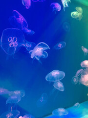Live jellyfish that swim in the aquarium on a blue background