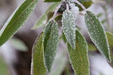 Fototapeta na wymiar Close up of a sage plant in winter with frozen ice crystals