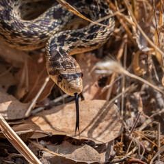 Fototapeta premium A Pacific Gopher Snake (Pituophis catenifer ) is poised to strike, in the hills of Monterey, California.