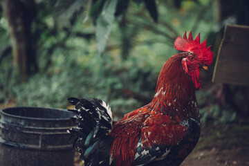 rooster in the farm
