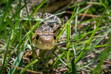A Pacific Gopher Snake (Pituophis catenifer ) is poised to strike, in the hills of Monterey, California.