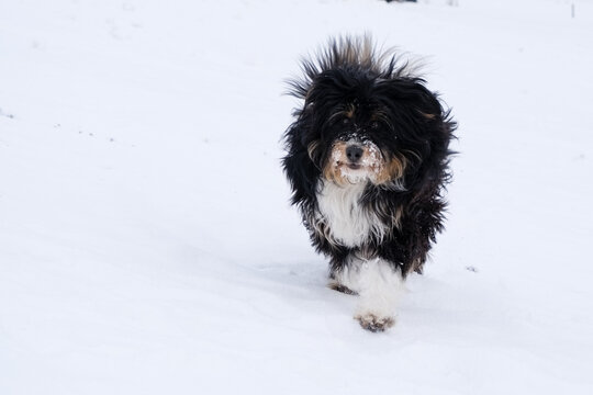 zotteliger Hund