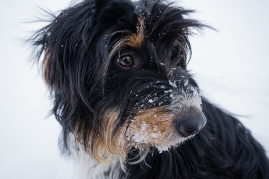zotteliger Hund