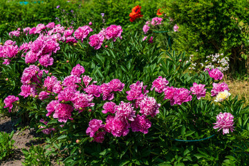 Obraz premium Beautiful shrub of pink Rhododendron flowers