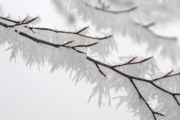 Nebelgebilde, Eiskristalle, stachelige Eisfiguren