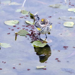  Yellow-rumped warbler   (лат. Dendroica coronata) walks over plants in water looking for insects. Texas, Brazos Bend State Park,  winter