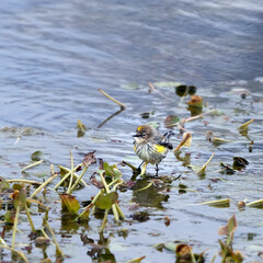 Yellow-rumped warbler   (лат. Dendroica coronata) walks over plants in water looking for insects. Texas, Brazos Bend State Park,  winter