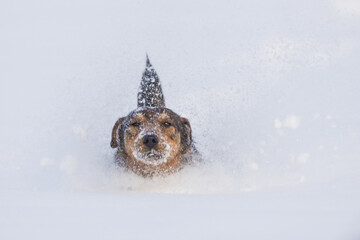 Isolated dog covered in snow on a cold winter day
