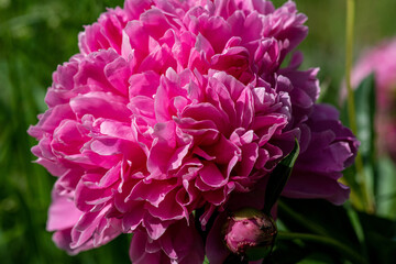 Close up of a large pink peony flower