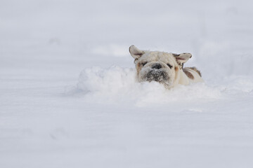 Isolated English bulldog wandering in the snow