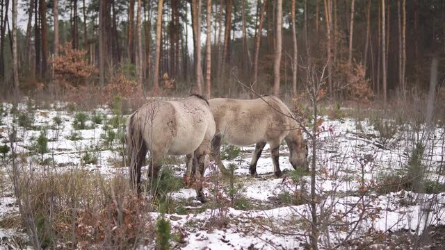 Two polish primitive horses called tarpans or koniks grazing in a winter forest - 4K