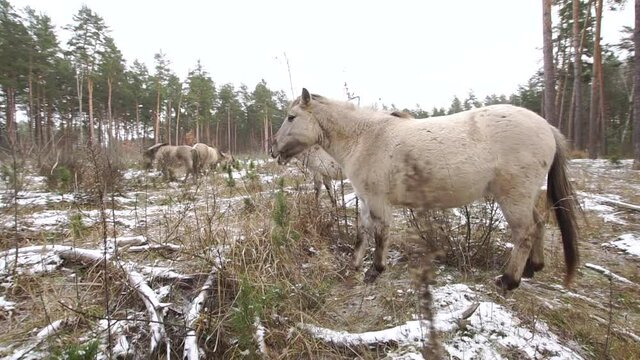 Beautiful wild blue dun colored tarpan horse stands in a snowy winter wood with other horses of a herd grading steadicam flyby