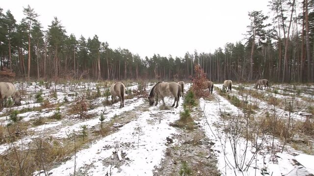 Group of polish primitive horses called konik or tarpan kind grazing in the winter forest pan