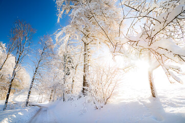 Fantastische Winterlandschaft mit Weg nahe Markdorf, Baden-Württemberg