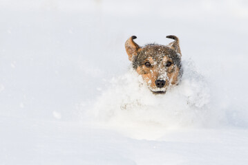 Isolated dog covered in snow on a cold winter day