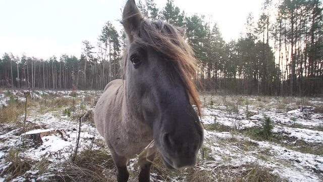 Wild tarpan horse with funny bang comes close to camera looking curious and then drazes in front of other wild horses in a snowy winter forest
