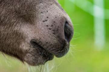 Close up of the muffle of a new born Icelandic horse