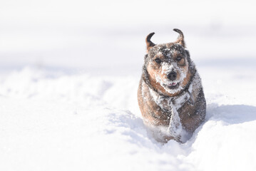 Isolated dog covered in snow on a cold winter day